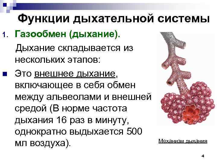 Функции дыхательной системы 1. n Газообмен (дыхание). Дыхание складывается из нескольких этапов: Это внешнее