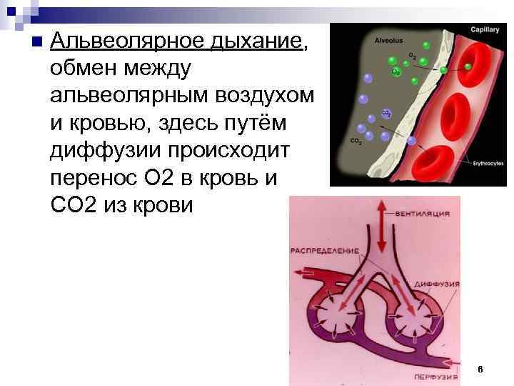 n Альвеолярное дыхание, обмен между альвеолярным воздухом и кровью, здесь путём диффузии происходит перенос