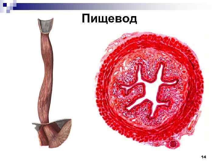 Пищевод 14 