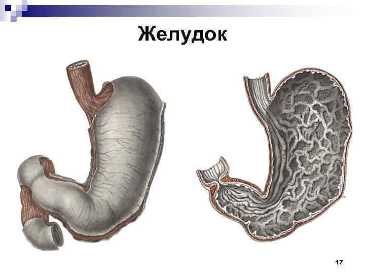 Желудок 17 