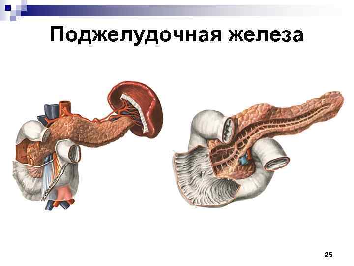Поджелудочная железа 25 