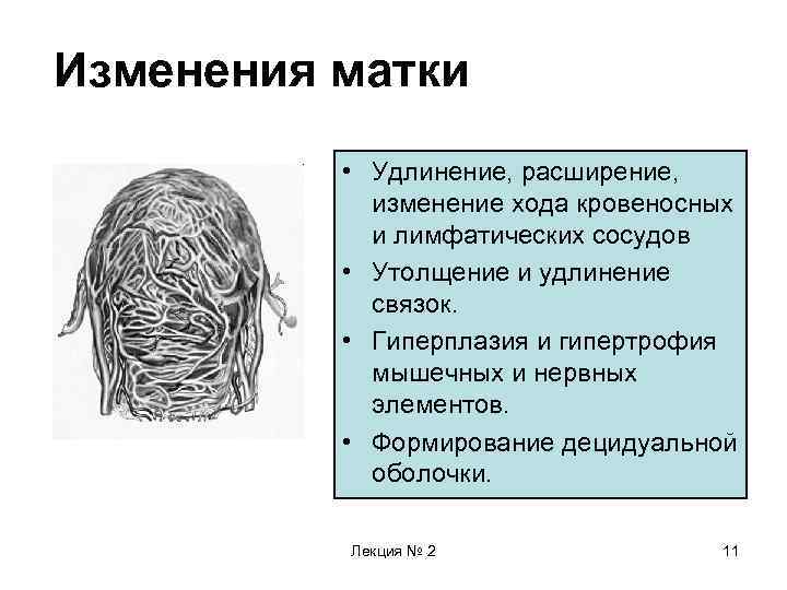 Изменение в ходе. Гиперплазия лимфатических сосудов. Гипертрофическая удлинение матки.