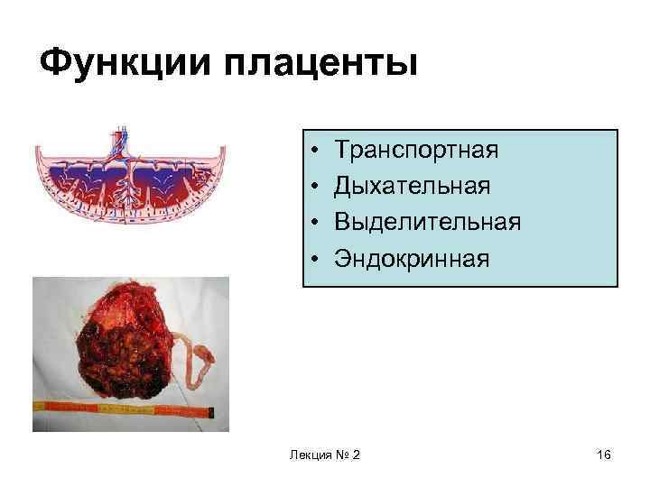 Эндокринная функция плаценты презентация