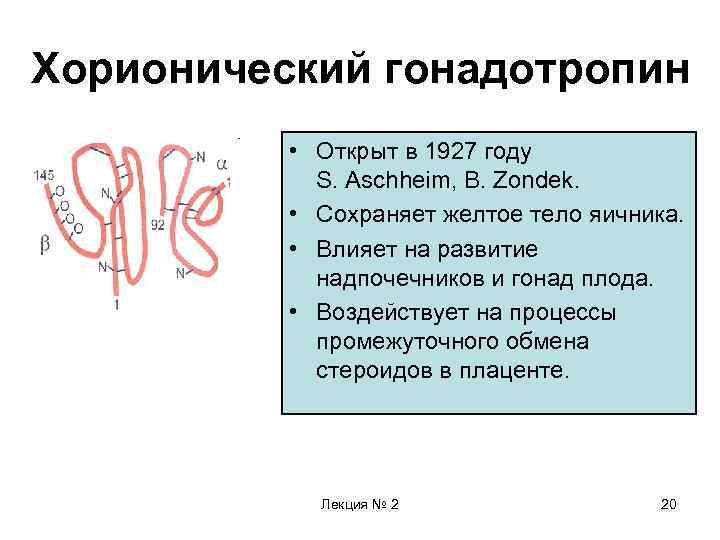 Хорионический гонадотропин • Открыт в 1927 году S. Aschheim, B. Zondek. • Сохраняет желтое