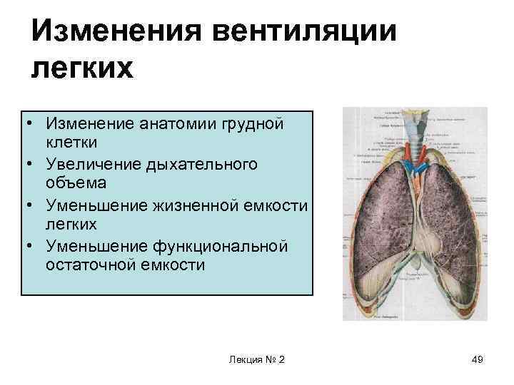 Сальник в организме женщины