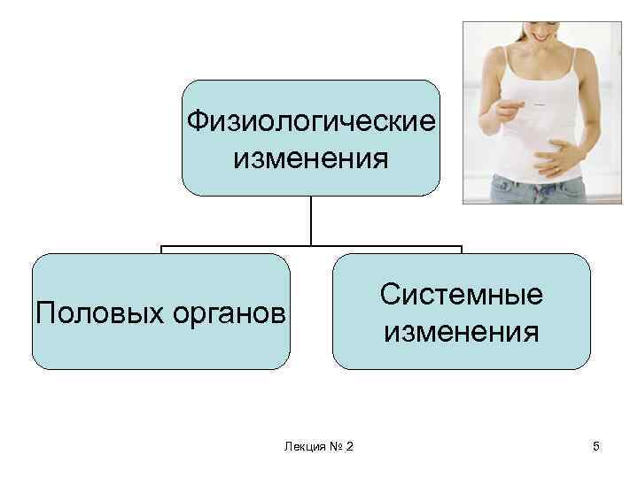 5 изменения. Изменения в половой системе при беременности. Физиологические изменения половых органов. Физиологические изменения женских половых органов. Физиологические изменения в организме женщины при беременности.