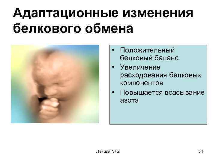 Адаптационные изменения белкового обмена • Положительный белковый баланс • Увеличение расходования белковых компонентов •