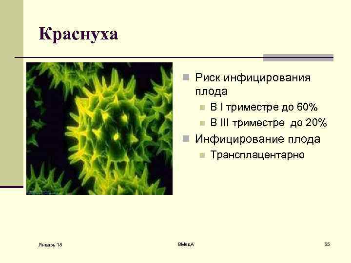 Краснуха n Риск инфицирования плода n n В I триместре до 60% В III