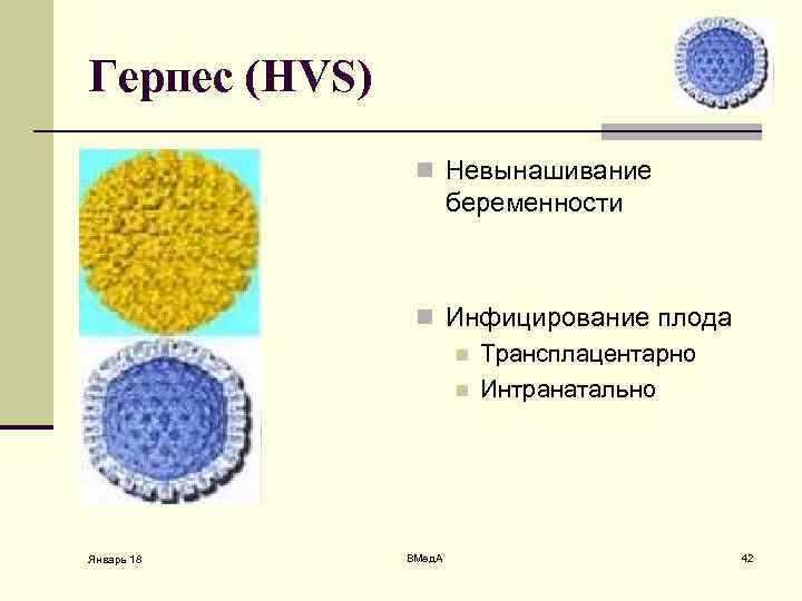 Герпес (HVS) n Невынашивание беременности n Инфицирование плода n Трансплацентарно n Интранатально Январь 18