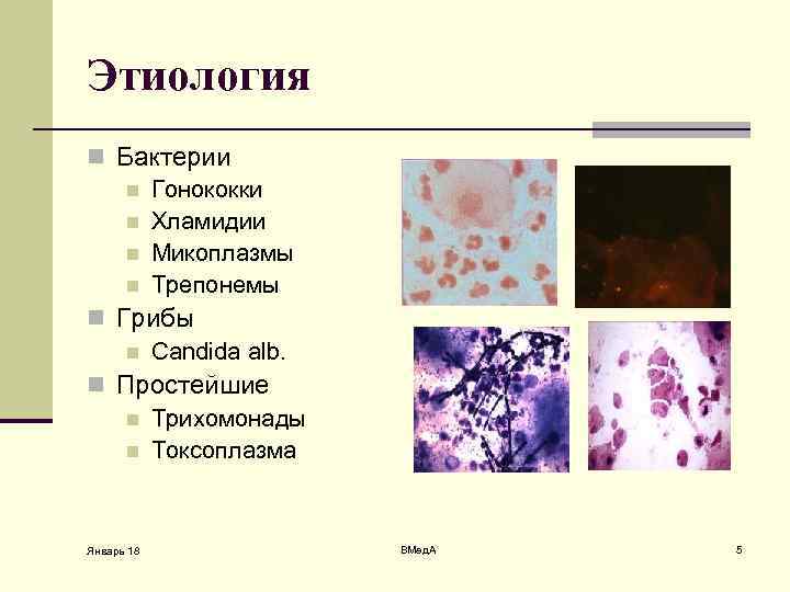 Хламидии и микоплазмы