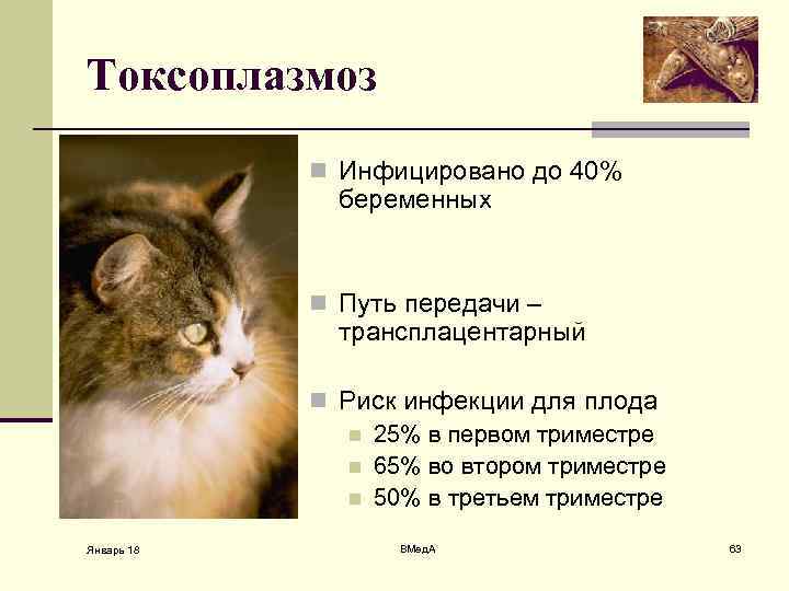 Токсоплазмоз n Инфицировано до 40% беременных n Путь передачи – трансплацентарный n Риск инфекции