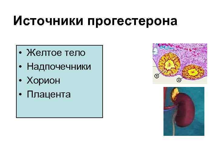Источники прогестерона • • Желтое тело Надпочечники Хорион Плацента 