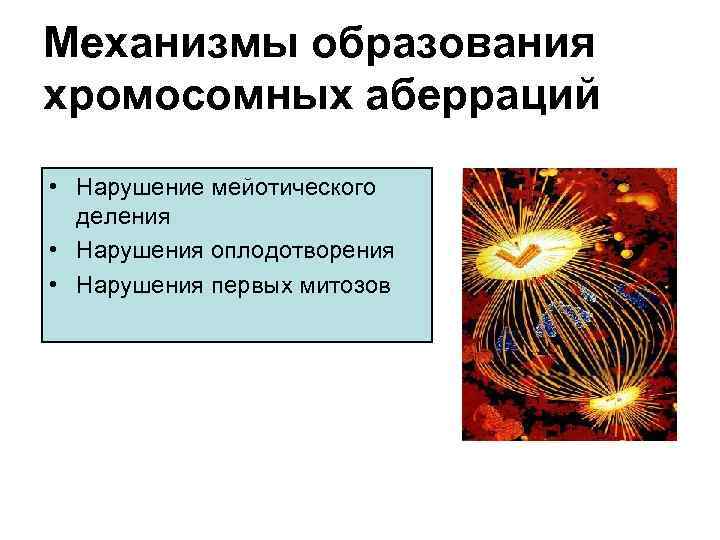 Механизмы образования хромосомных аберраций • Нарушение мейотического деления • Нарушения оплодотворения • Нарушения первых