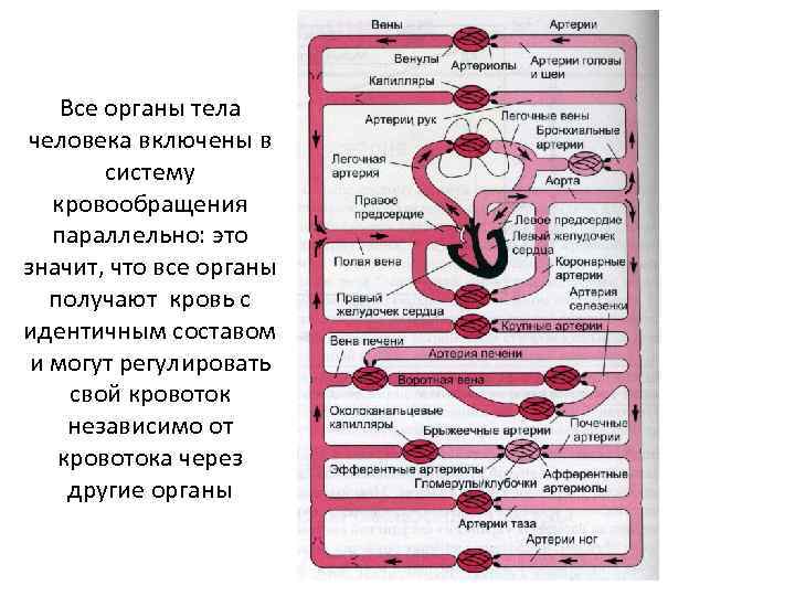 Все органы тела человека включены в систему кровообращения параллельно: это значит, что все органы