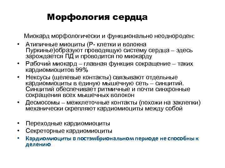 Морфология сердца • • Миокард морфологически и функционально неоднороден: Атипичные миоциты (Р- клетки и