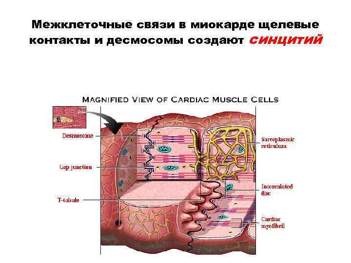 Межклеточные связи в миокарде щелевые контакты и десмосомы создают синцитий 