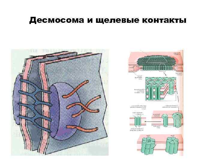 Десмосома и щелевые контакты 