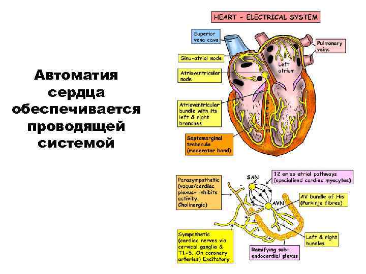 Проводящая система сердца механизм автоматии сердца презентация