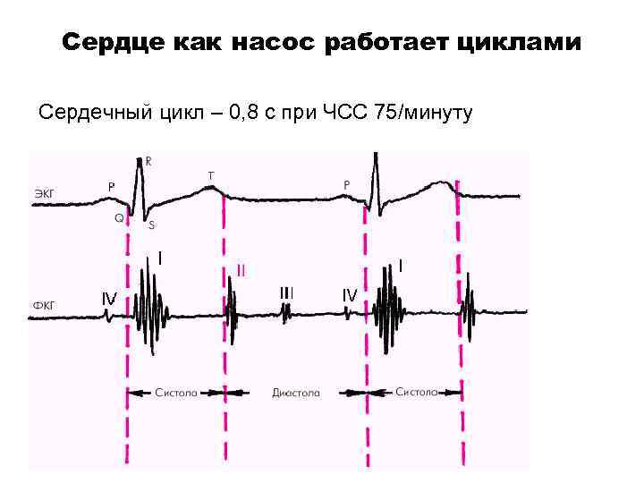 Сердце как насос работает циклами Сердечный цикл – 0, 8 с при ЧСС 75/минуту