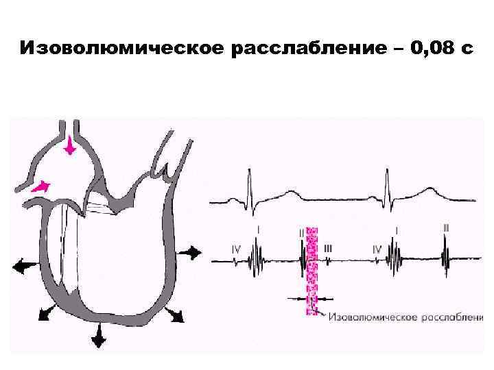 Изоволюмическое расслабление – 0, 08 с 