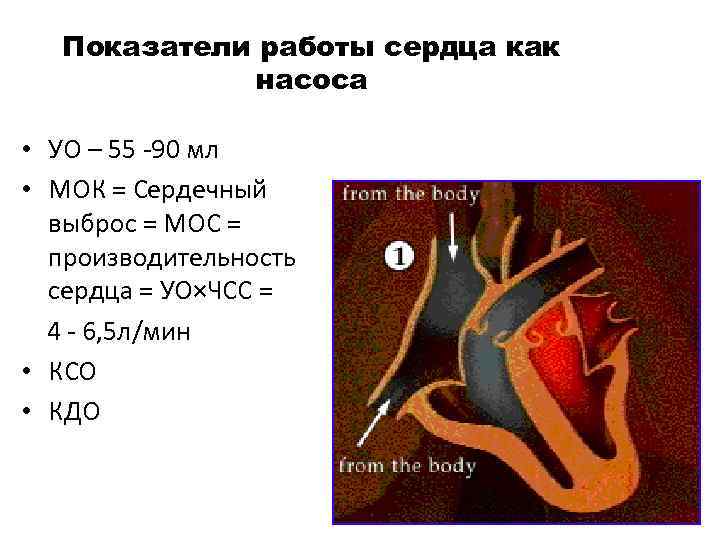Показатели работы сердца как насоса • УО – 55 -90 мл • МОК =