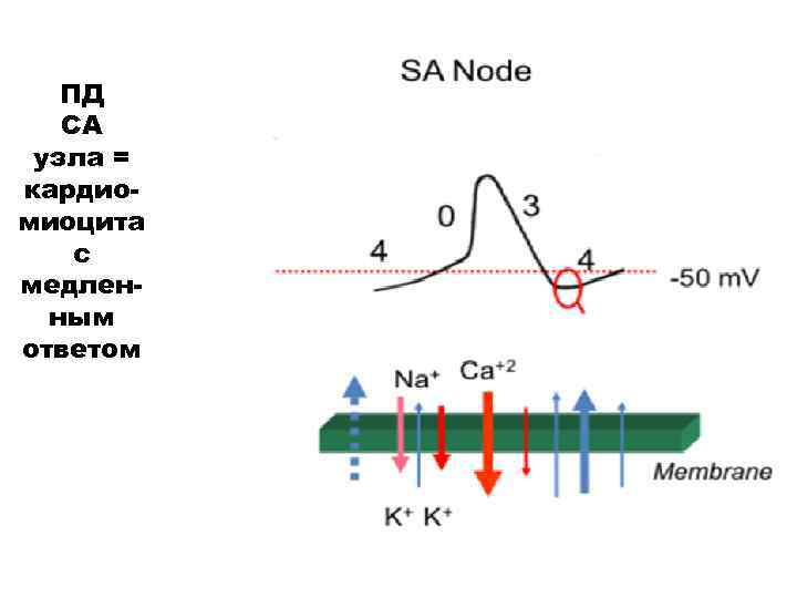 ПД СА узла = кардиомиоцита с медленным ответом 