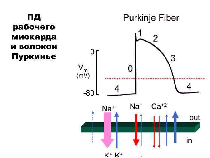 ПД рабочего миокарда и волокон Пуркинье 