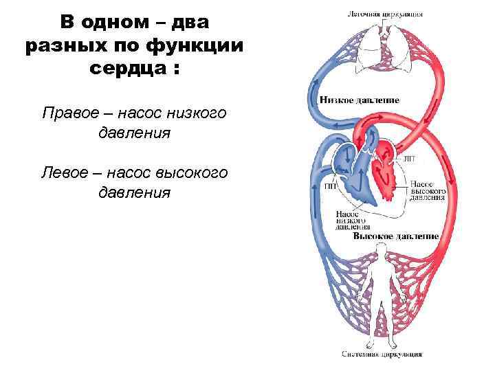 В одном – два разных по функции сердца : Правое – насос низкого давления