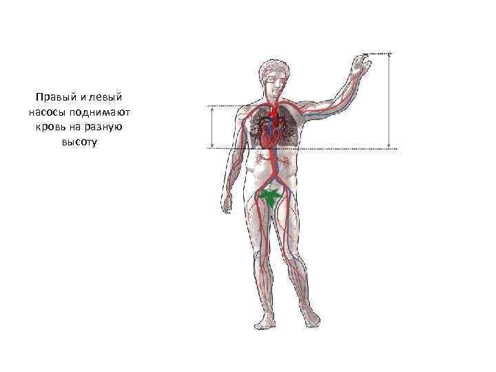 Правый и левый насосы поднимают кровь на разную высоту 