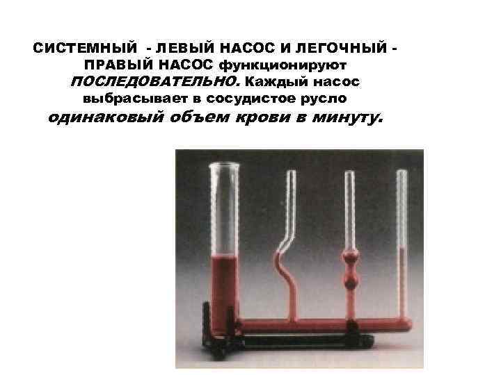 СИСТЕМНЫЙ - ЛЕВЫЙ НАСОС И ЛЕГОЧНЫЙ ПРАВЫЙ НАСОС функционируют ПОСЛЕДОВАТЕЛЬНО. Каждый насос выбрасывает в