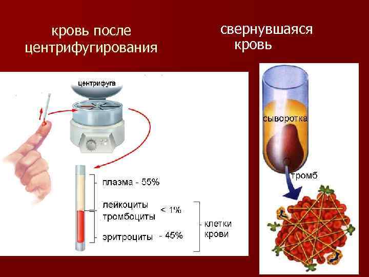 кровь после центрифугирования свернувшаяся кровь 