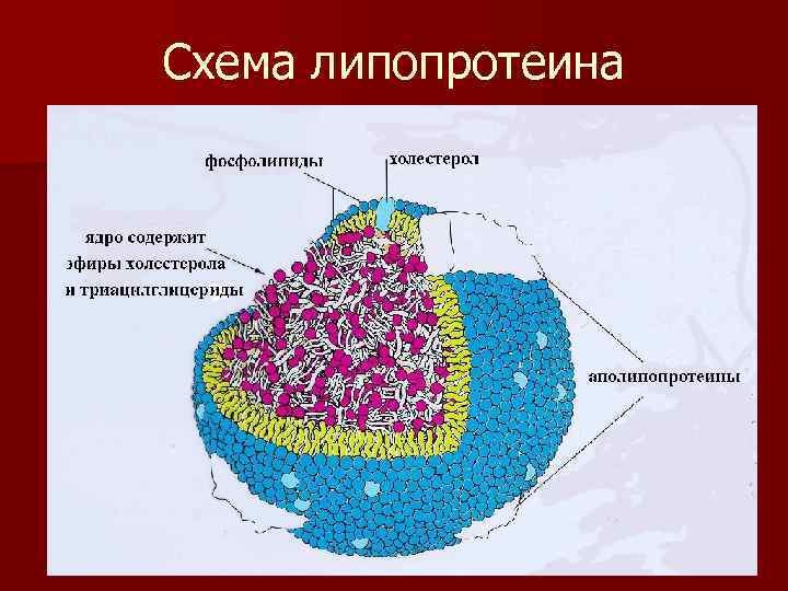 Схема липопротеина 