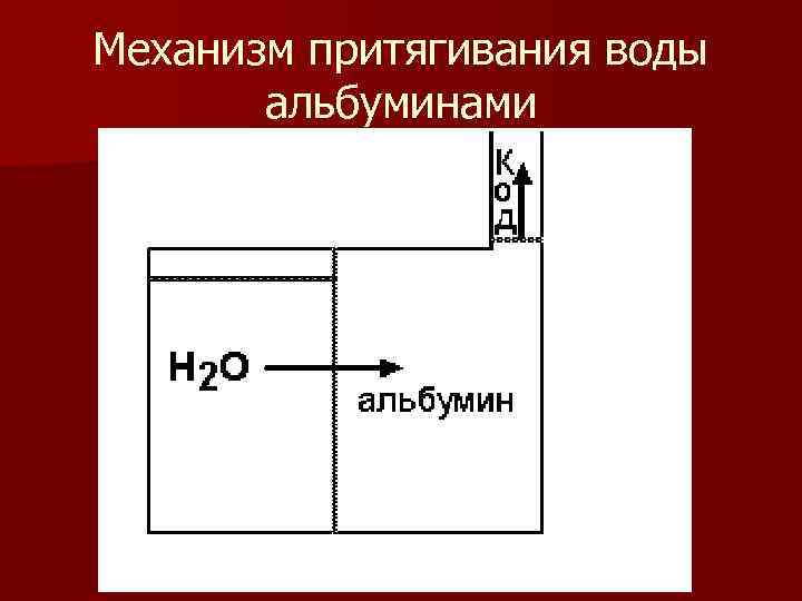 Механизм притягивания воды альбуминами 