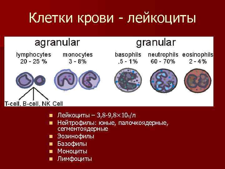 Клетки крови - лейкоциты n n n Лейкоциты – 3, 8 -9, 8× 109/л