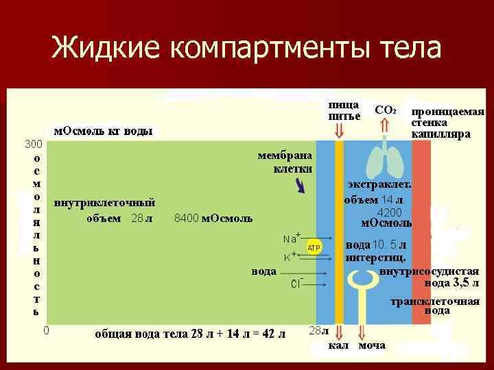 Физические и географические параметры компартмента образец