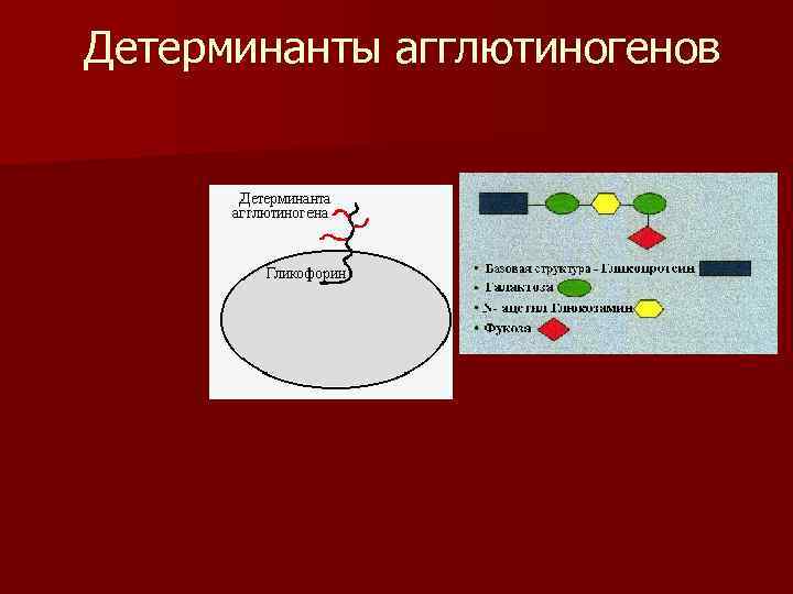 Детерминанты агглютиногенов 