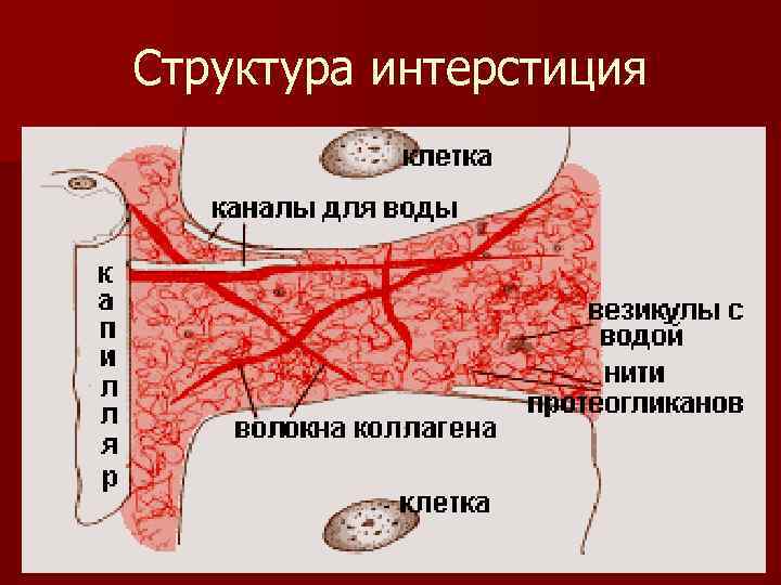 Структура интерстиция 