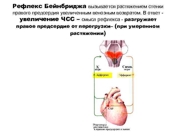 Увеличение правого. Рефлекс Бейнбриджа при сердечной недостаточности. Рефлекс Бейнбриджа физиология. Регуляция сердца. Рефлекс Бейнбриджа. Рефлекс Генри Гауэра.