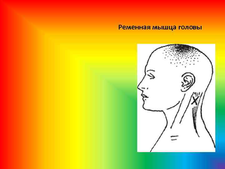 Ременная мышца головы 