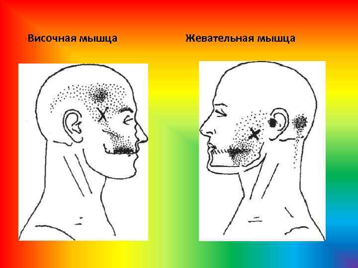 Височная мышца Жевательная мышца 
