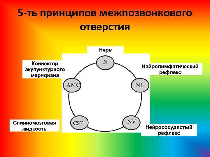 5 -ть принципов межпозвонкового отверстия 
