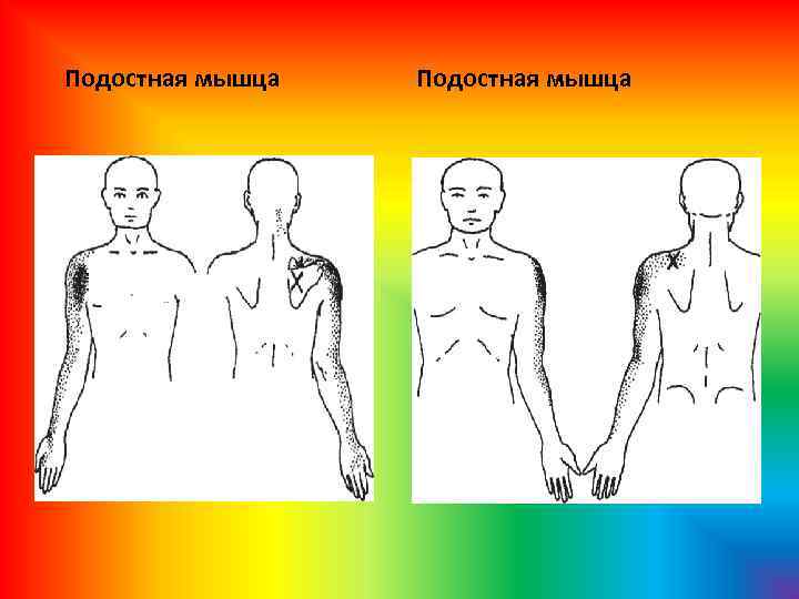 Подостная мышца 