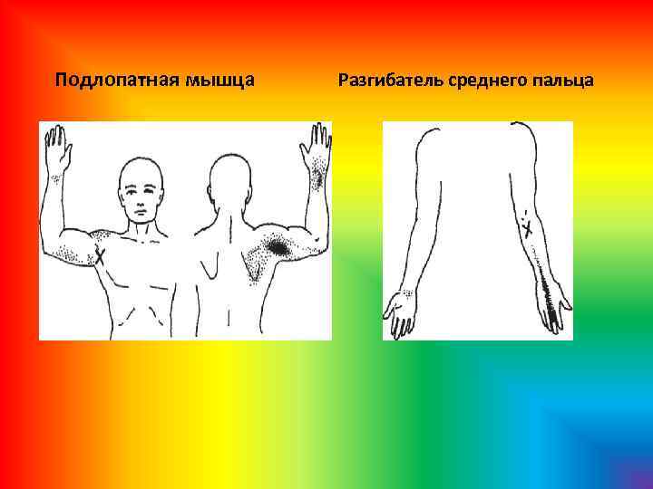 Подлопатная мышца Разгибатель среднего пальца 