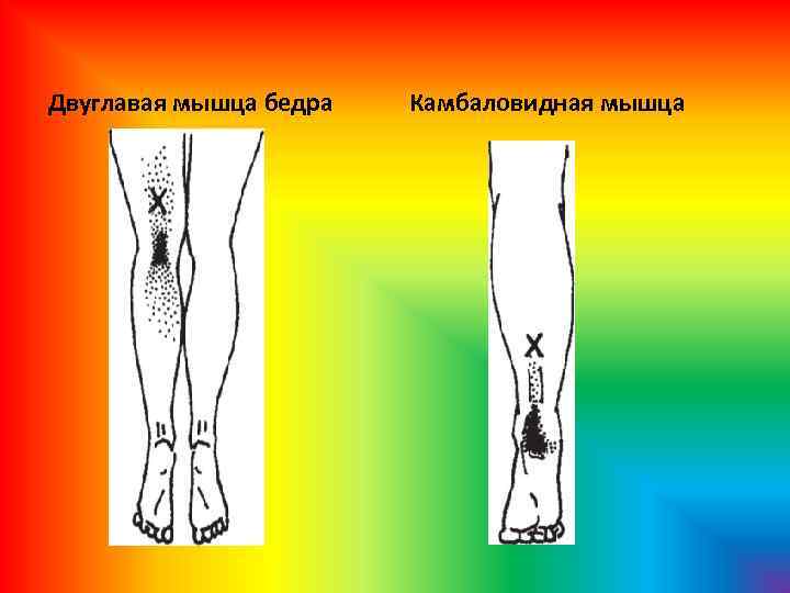 Двуглавая мышца бедра Камбаловидная мышца 