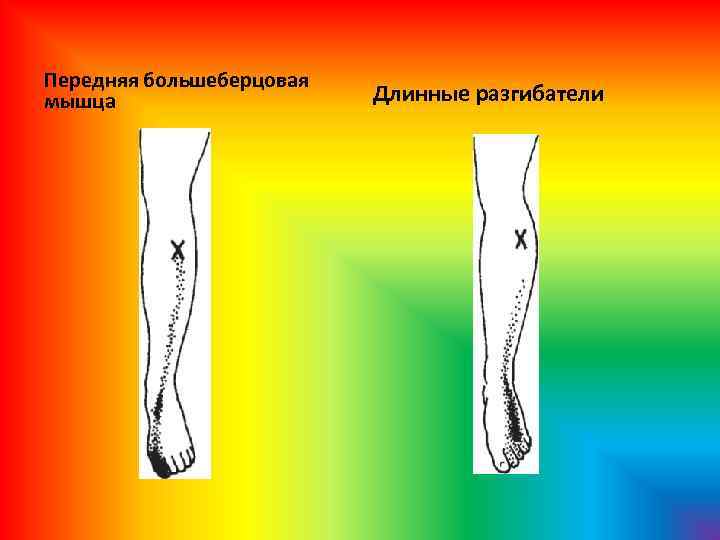 Передняя большеберцовая мышца Длинные разгибатели 