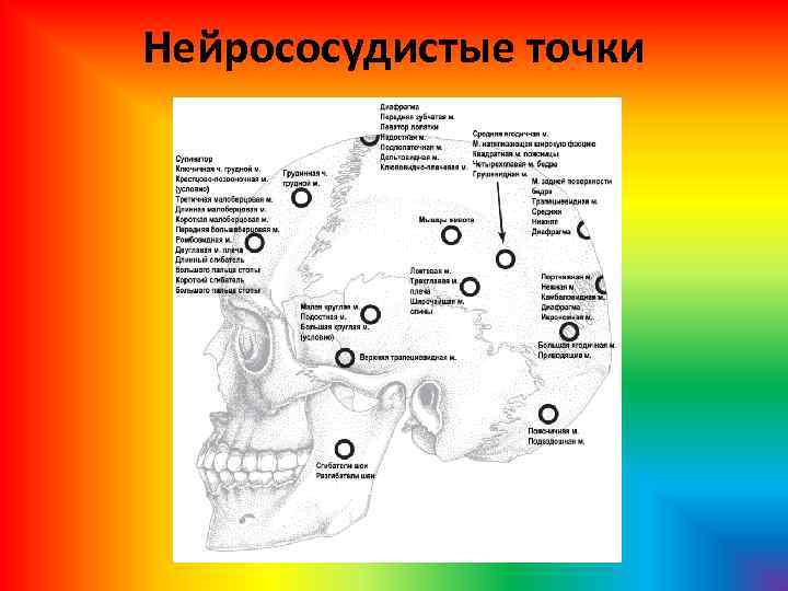 Нейрососудистые точки 