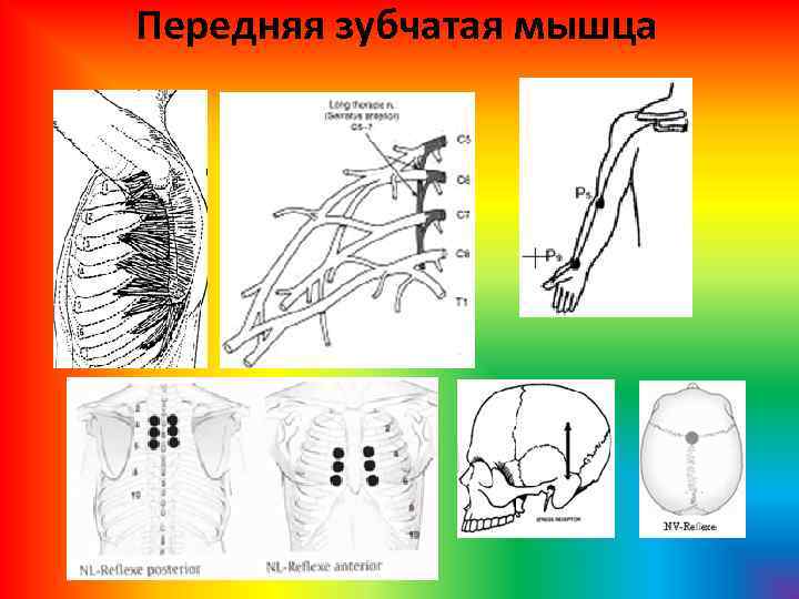 Передняя зубчатая мышца 