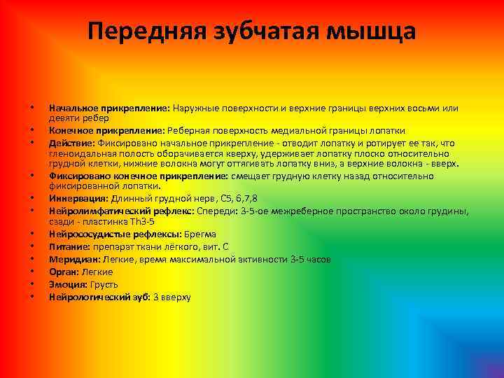 Передняя зубчатая мышца • • • Начальное прикрепление: Наружные поверхности и верхние границы верхних