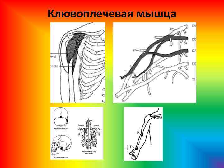 Клювоплечевая мышца 