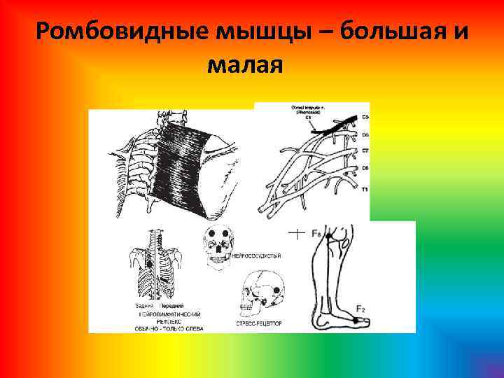 Ромбовидные мышцы – большая и малая 
